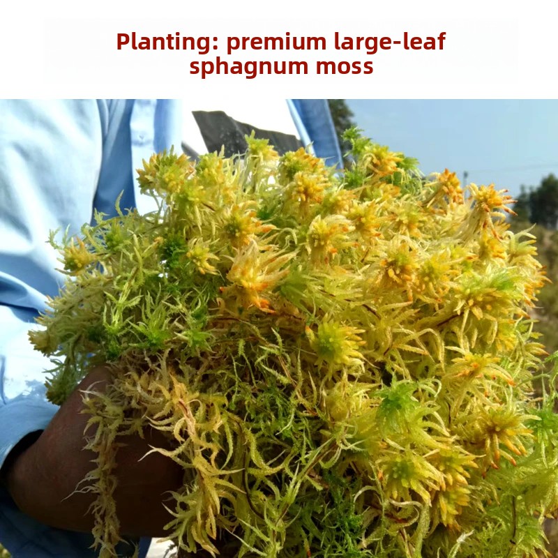 มอสส์สปฟักนัมเกรดเอแบบแห้ง, วั - Sphagnum Moss Dry บทวิจารณ์และราคา